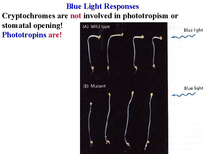 Blue Light Responses Cryptochromes are not involved in phototropism or stomatal opening! Phototropins are!