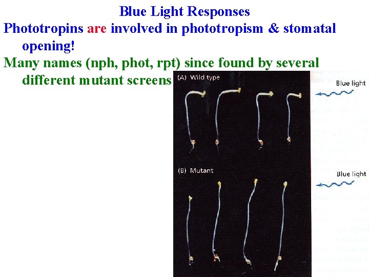 Blue Light Responses Phototropins are involved in phototropism & stomatal opening! Many names (nph,