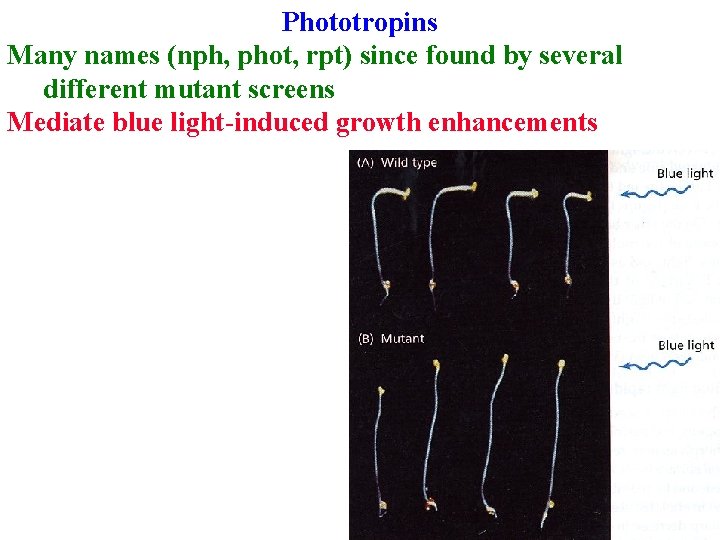 Phototropins Many names (nph, phot, rpt) since found by several different mutant screens Mediate