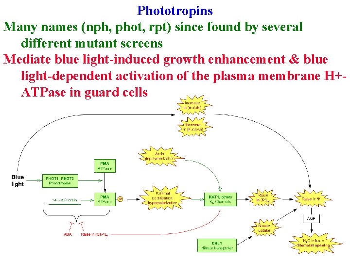 Phototropins Many names (nph, phot, rpt) since found by several different mutant screens Mediate