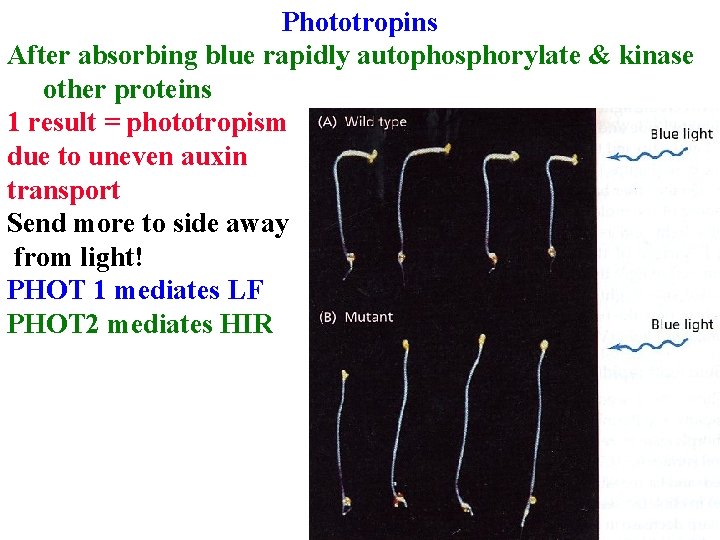 Phototropins After absorbing blue rapidly autophosphorylate & kinase other proteins 1 result = phototropism