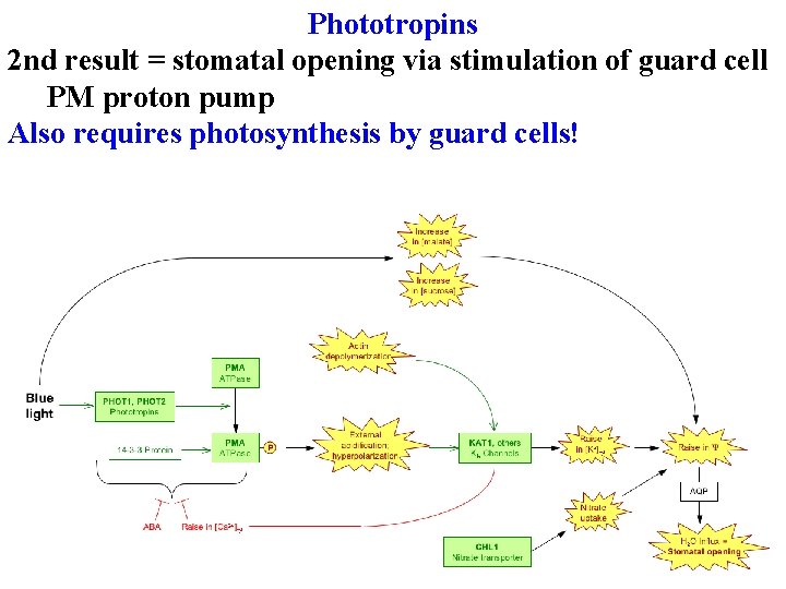 Phototropins 2 nd result = stomatal opening via stimulation of guard cell PM proton