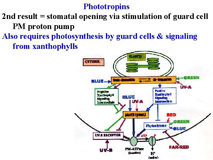 Phototropins 2 nd result = stomatal opening via stimulation of guard cell PM proton
