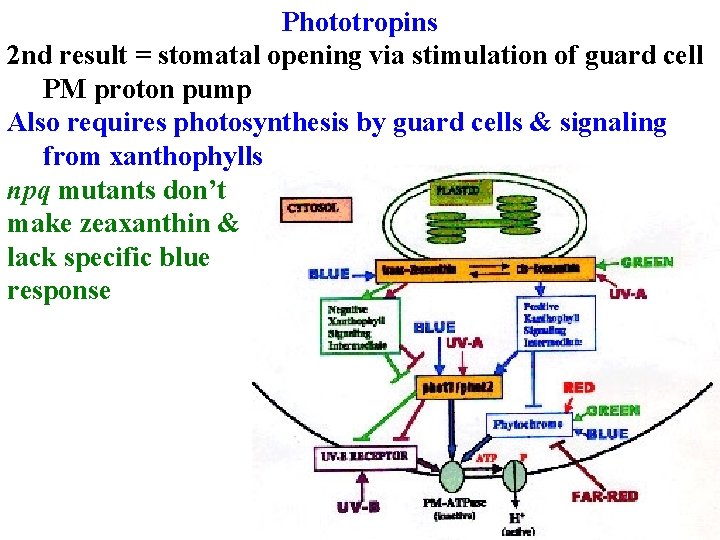 Phototropins 2 nd result = stomatal opening via stimulation of guard cell PM proton