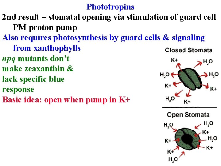 Phototropins 2 nd result = stomatal opening via stimulation of guard cell PM proton