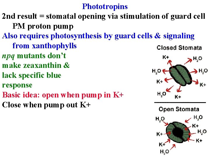 Phototropins 2 nd result = stomatal opening via stimulation of guard cell PM proton