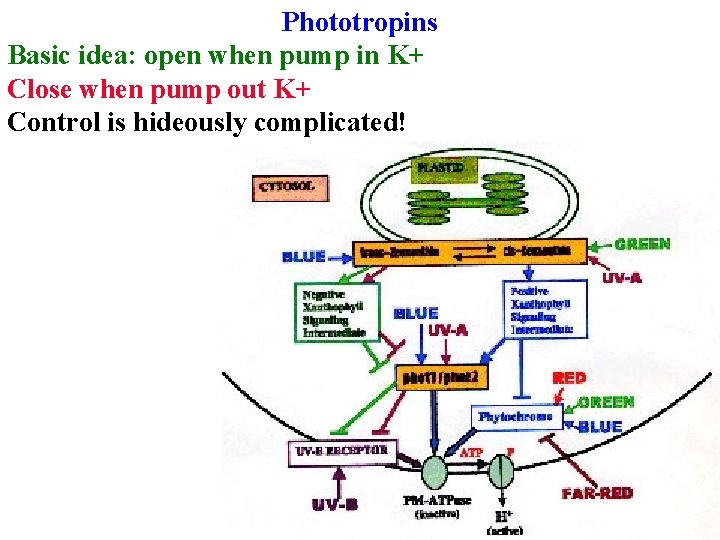 Phototropins Basic idea: open when pump in K+ Close when pump out K+ Control