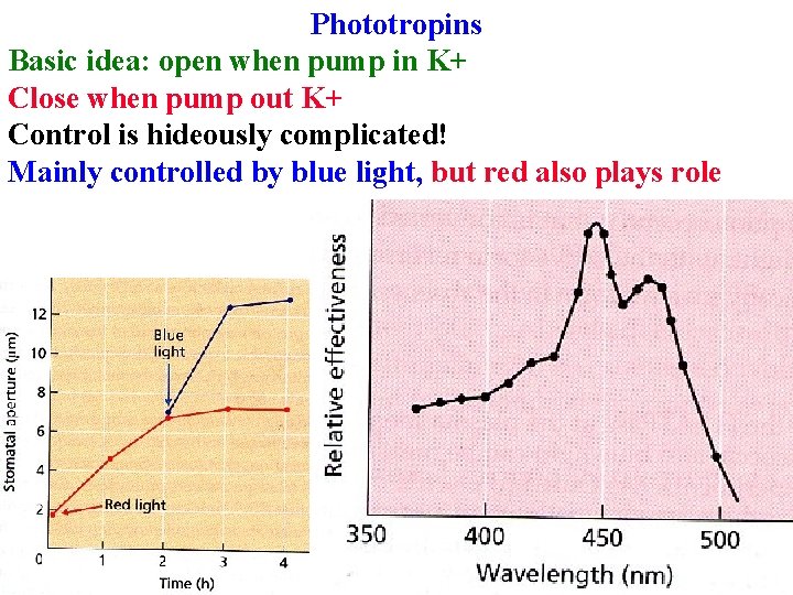 Phototropins Basic idea: open when pump in K+ Close when pump out K+ Control