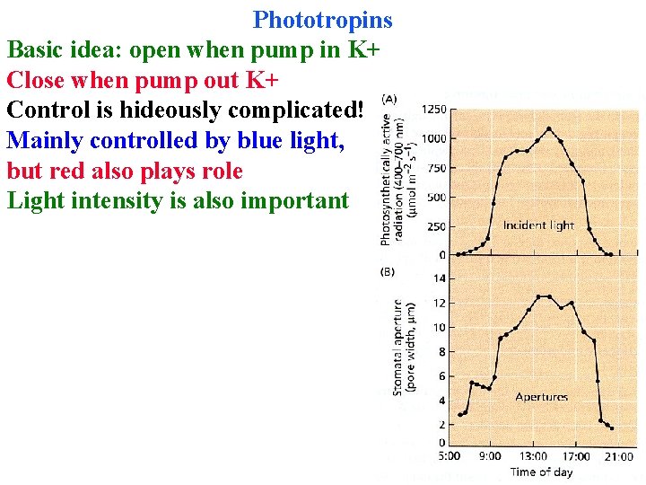 Phototropins Basic idea: open when pump in K+ Close when pump out K+ Control