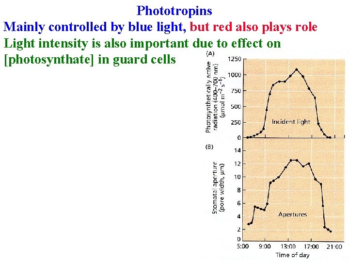 Phototropins Mainly controlled by blue light, but red also plays role Light intensity is