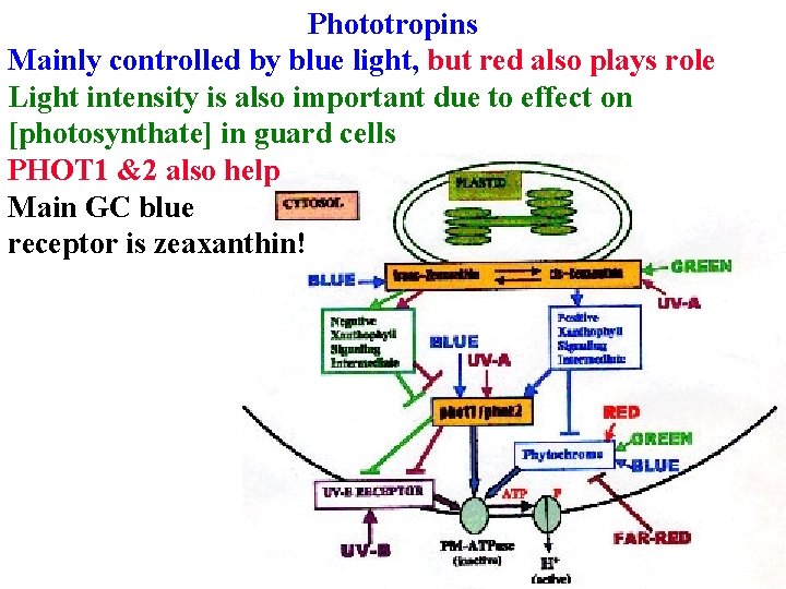 Phototropins Mainly controlled by blue light, but red also plays role Light intensity is