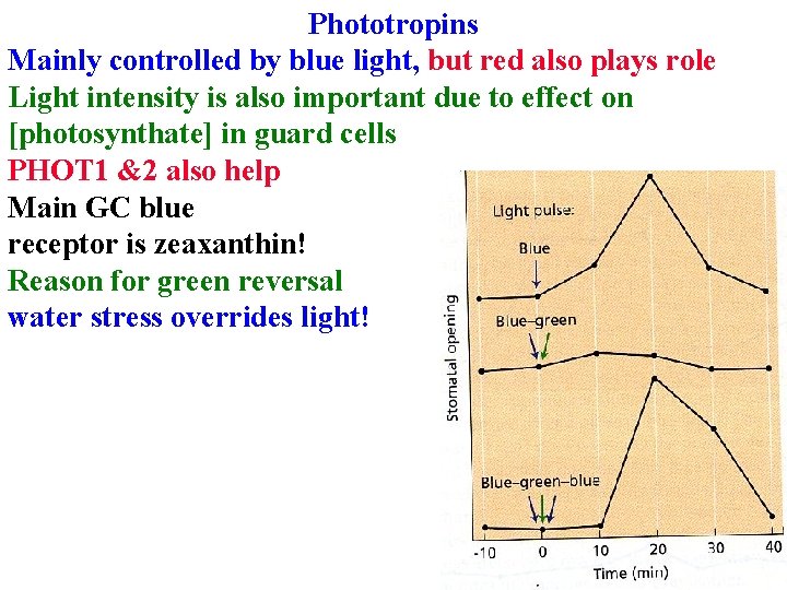 Phototropins Mainly controlled by blue light, but red also plays role Light intensity is