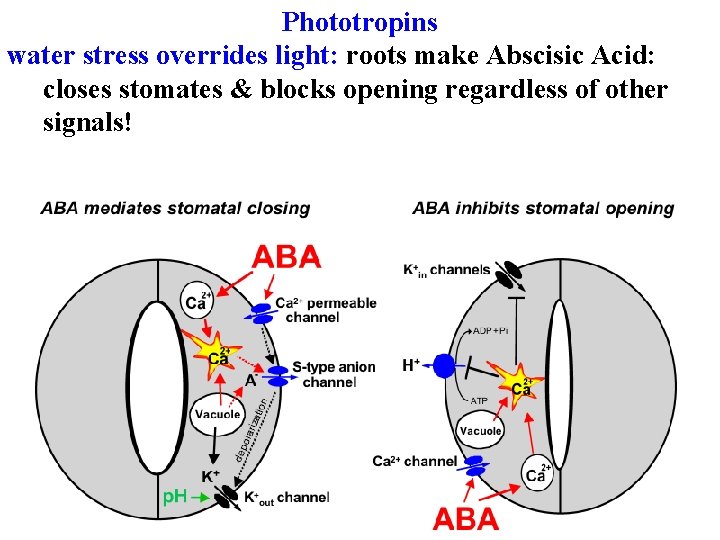 Phototropins water stress overrides light: roots make Abscisic Acid: closes stomates & blocks opening