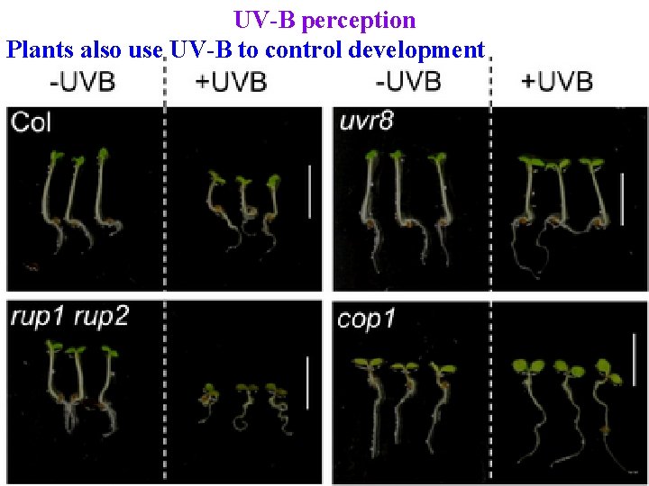 UV-B perception Plants also use UV-B to control development 