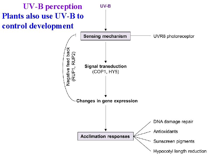 UV-B perception Plants also use UV-B to control development 