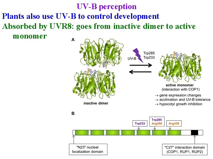 UV-B perception Plants also use UV-B to control development Absorbed by UVR 8: goes