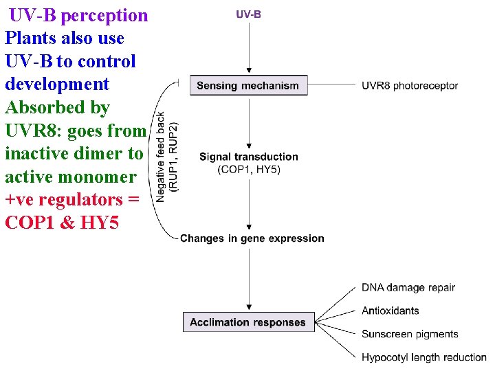 UV-B perception Plants also use UV-B to control development Absorbed by UVR 8: goes