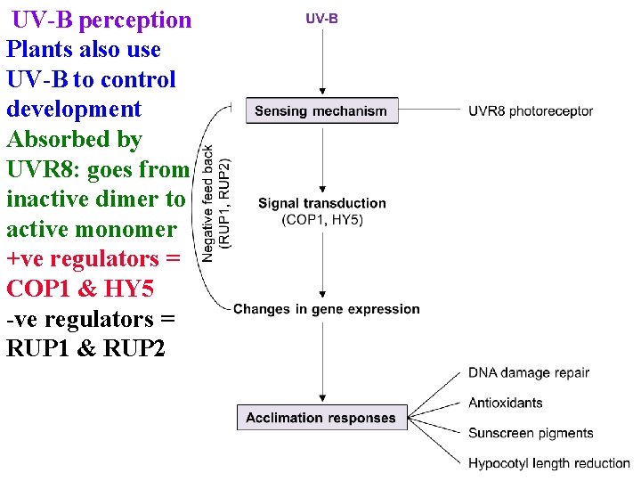 UV-B perception Plants also use UV-B to control development Absorbed by UVR 8: goes