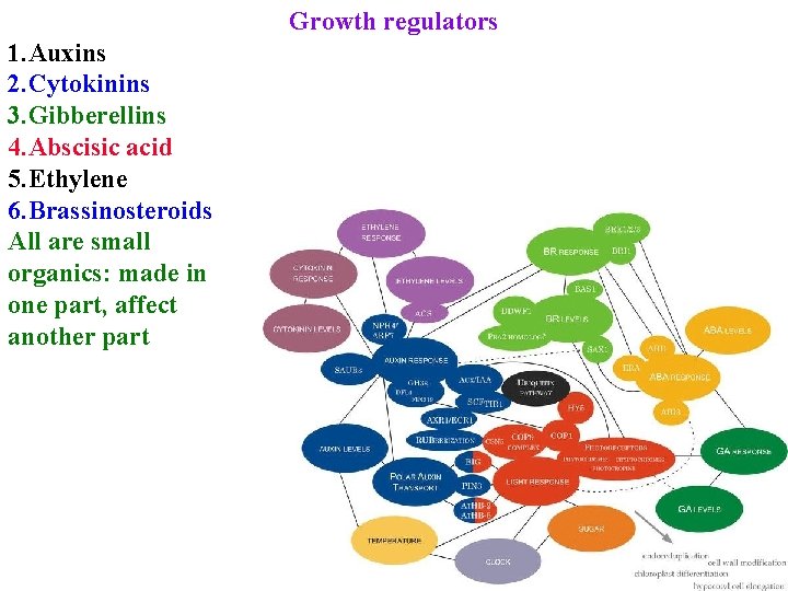 Growth regulators 1. Auxins 2. Cytokinins 3. Gibberellins 4. Abscisic acid 5. Ethylene 6.