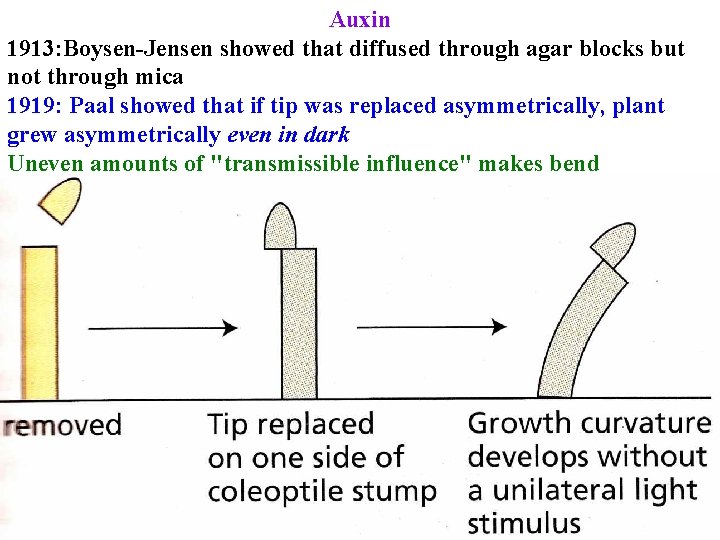 Auxin 1913: Boysen-Jensen showed that diffused through agar blocks but not through mica 1919: