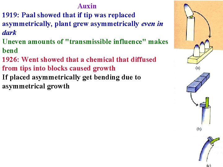 Auxin 1919: Paal showed that if tip was replaced asymmetrically, plant grew asymmetrically even