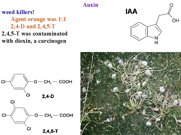 Auxin weed killers! Agent orange was 1: 1 2, 4 -D and 2, 4,