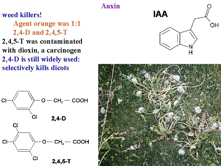 Auxin weed killers! Agent orange was 1: 1 2, 4 -D and 2, 4,