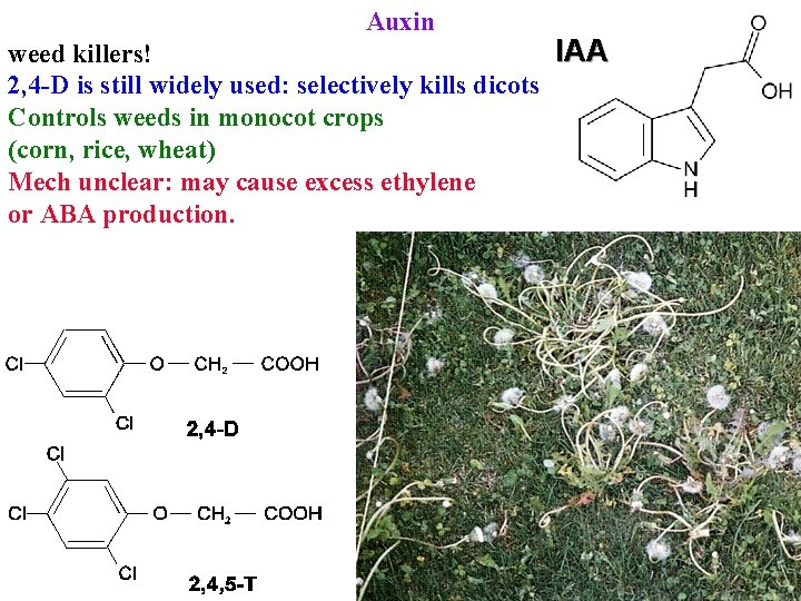 Auxin IAA weed killers! 2, 4 -D is still widely used: selectively kills dicots