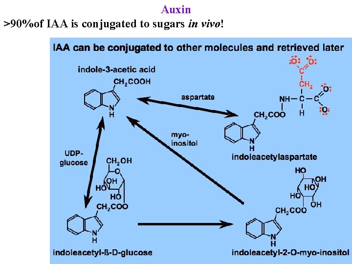 Auxin >90%of IAA is conjugated to sugars in vivo! 