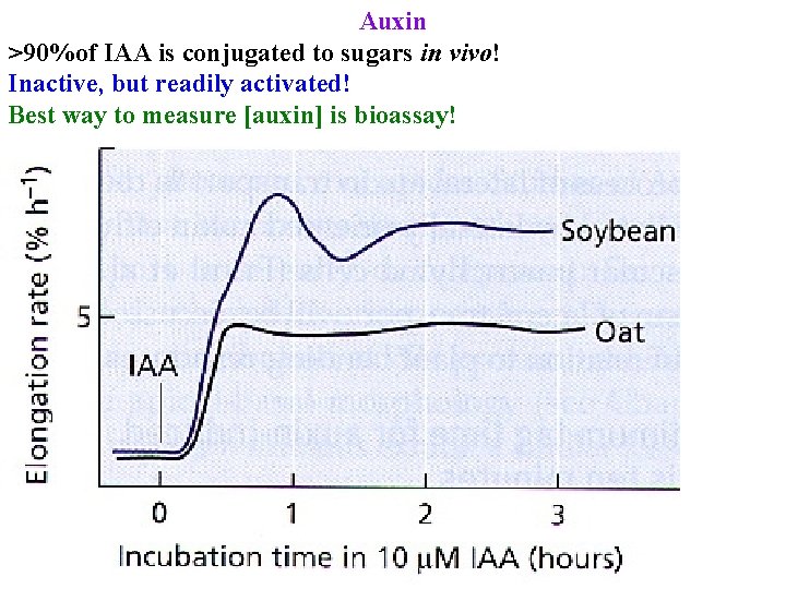 Auxin >90%of IAA is conjugated to sugars in vivo! Inactive, but readily activated! Best