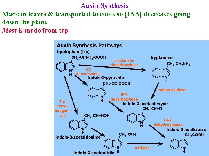 Auxin Synthesis Made in leaves & transported to roots so [IAA] decreases going down