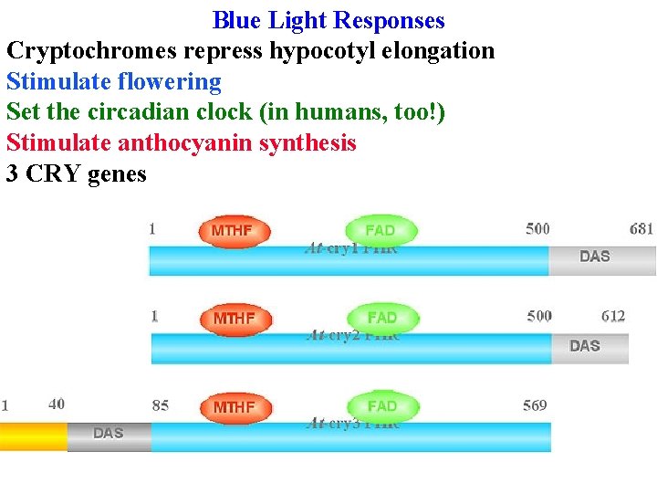 Blue Light Responses Cryptochromes repress hypocotyl elongation Stimulate flowering Set the circadian clock (in