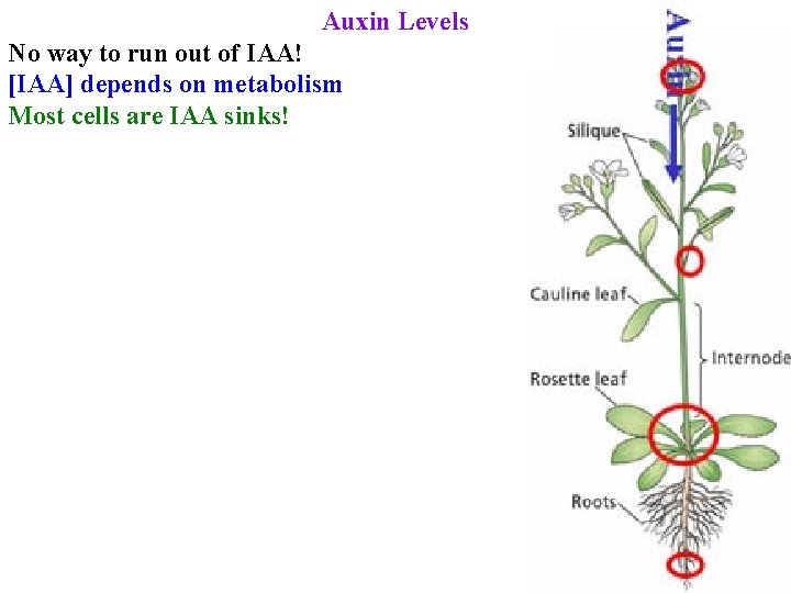 Auxin Levels No way to run out of IAA! [IAA] depends on metabolism Most