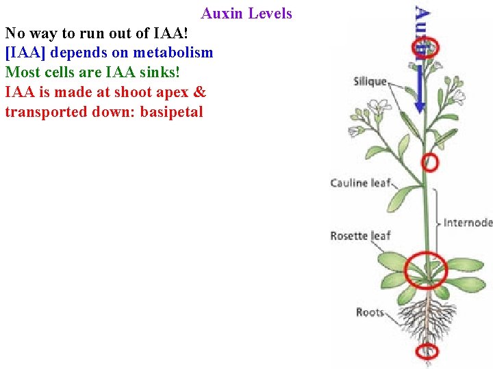 Auxin Levels No way to run out of IAA! [IAA] depends on metabolism Most