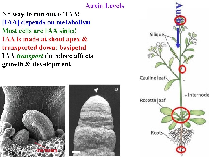 Auxin Levels No way to run out of IAA! [IAA] depends on metabolism Most