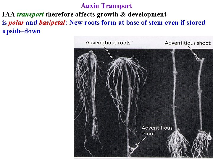Auxin Transport IAA transport therefore affects growth & development is polar and basipetal: New