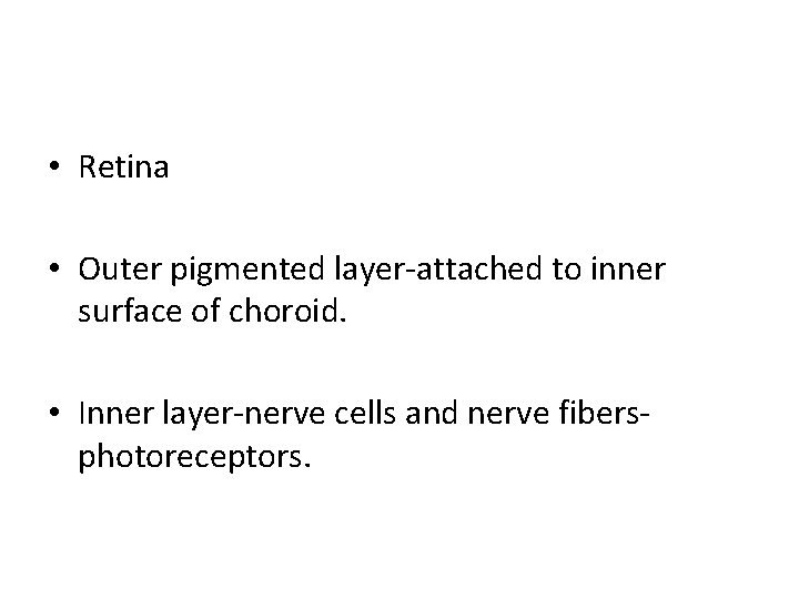  • Retina • Outer pigmented layer-attached to inner surface of choroid. • Inner