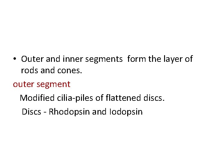  • Outer and inner segments form the layer of rods and cones. outer