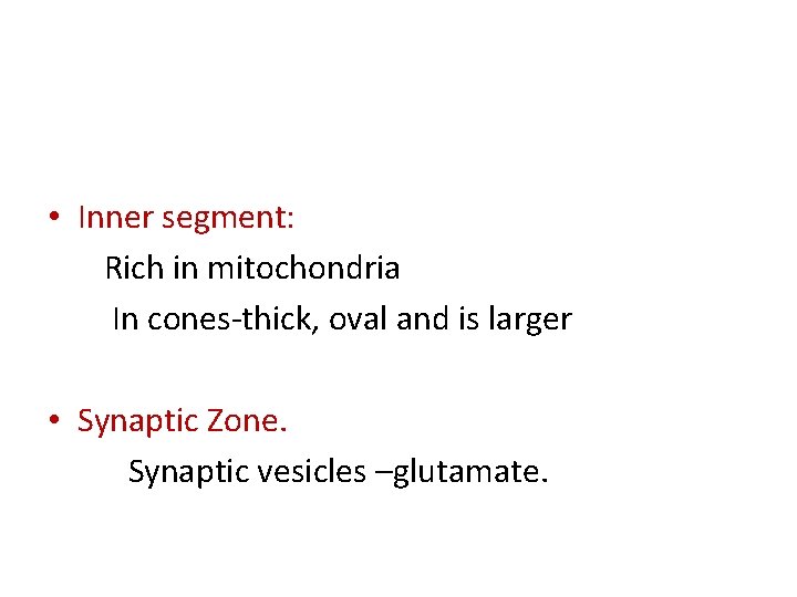  • Inner segment: Rich in mitochondria In cones-thick, oval and is larger •