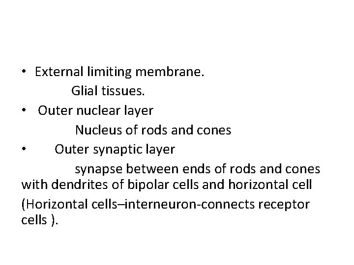  • External limiting membrane. Glial tissues. • Outer nuclear layer Nucleus of rods