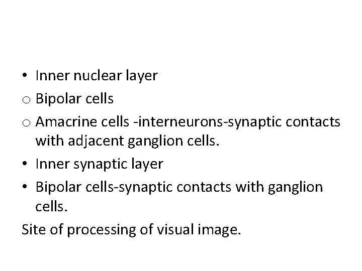  • Inner nuclear layer o Bipolar cells o Amacrine cells -interneurons-synaptic contacts with
