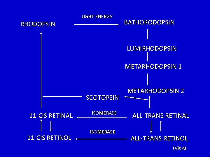 RHODOPSIN LIGHT ENERGY BATHORODOPSIN LUMIRHODOPSIN METARHODOPSIN 1 SCOTOPSIN 11 -CIS RETINAL 11 -CIS RETINOL