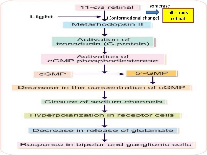 isomerase all –trans (Conformational change) retinal 