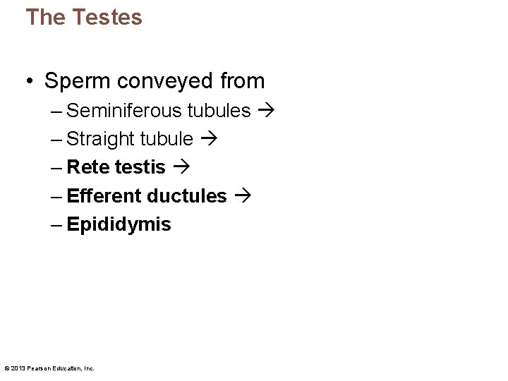 The Testes • Sperm conveyed from – Seminiferous tubules – Straight tubule – Rete