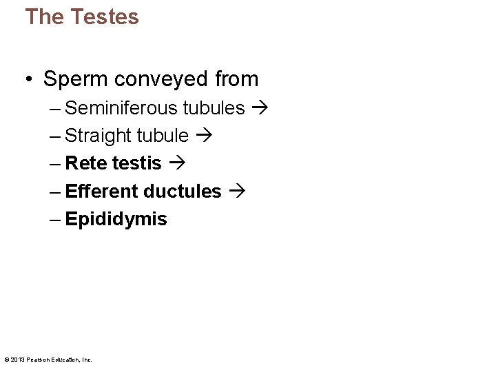 The Testes • Sperm conveyed from – Seminiferous tubules – Straight tubule – Rete The Testes • Sperm conveyed from – Seminiferous tubules – Straight tubule – Rete