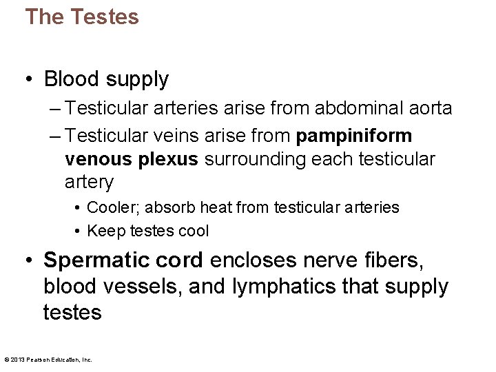 The Testes • Blood supply – Testicular arteries arise from abdominal aorta – Testicular