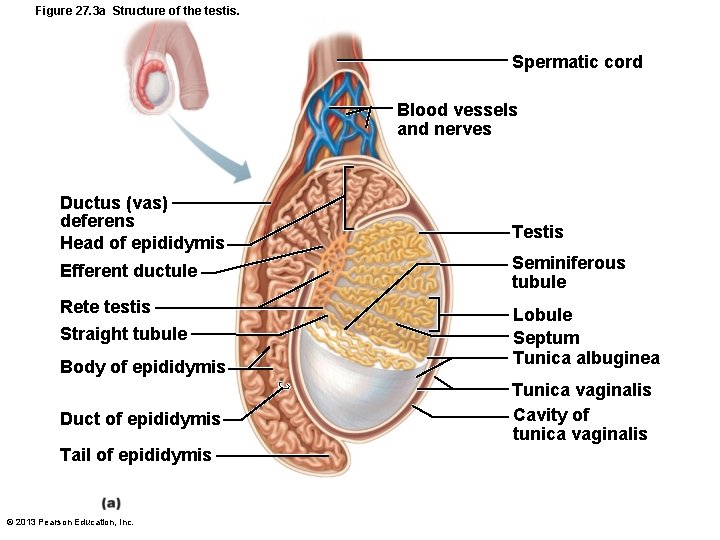 Figure 27. 3 a Structure of the testis. Spermatic cord Blood vessels and nerves Figure 27. 3 a Structure of the testis. Spermatic cord Blood vessels and nerves