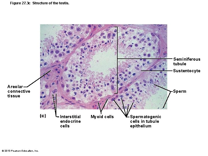 Figure 27. 3 c Structure of the testis. Seminiferous tubule Sustentocyte Areolar connective tissue Figure 27. 3 c Structure of the testis. Seminiferous tubule Sustentocyte Areolar connective tissue