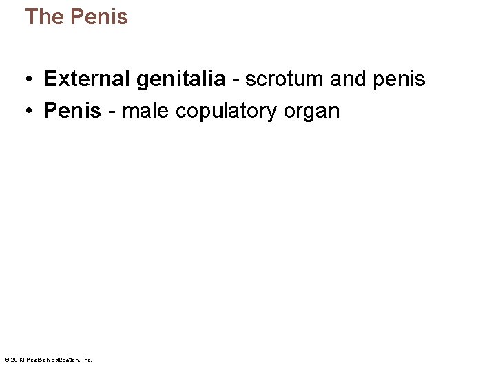 The Penis • External genitalia - scrotum and penis • Penis - male copulatory The Penis • External genitalia - scrotum and penis • Penis - male copulatory