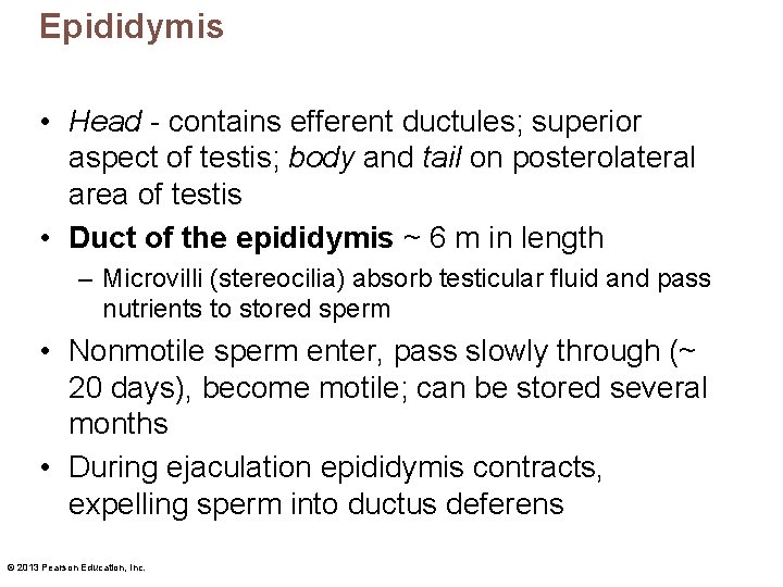 Epididymis • Head - contains efferent ductules; superior aspect of testis; body and tail